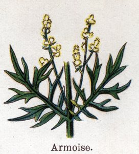 Medicinal and food botanical plants: sagebrush. Engraving in 