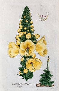 Mullein by Unknown artist