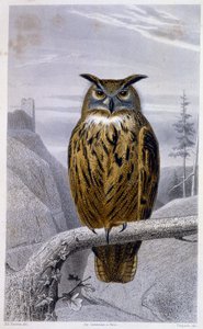 Natural History Plate: Owl: The Grand Duke - in 