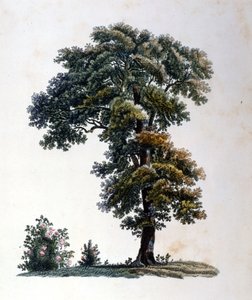 Oak