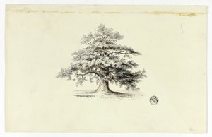 Oak Tree