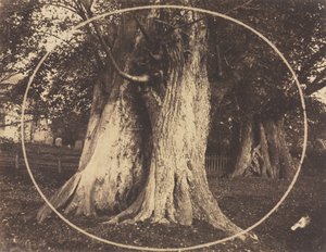 Oak Trees in a Graveyard by Unknown artist