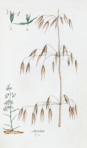 Oats by Unknown artist