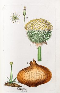 Onion by Unknown artist