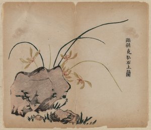 Orchid on Rocks by Unknown artist