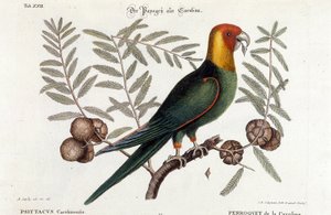 Ornithology: Carolina Parrot (Psittacus caroliniensis) by Unknown artist