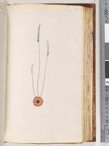 Page 104. Unidentified Plant by Unknown artist
