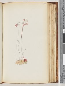 No inscription, drawing unfinished