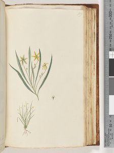 Page 109. No inscription. Unidentified plant
