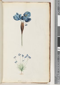 Page 10. Pattersonia by Unknown artist
