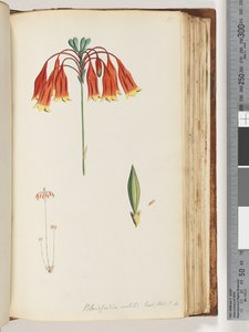 Blandfordia nobilis Exot. Bot. t. 4. Christmas Bell by Unknown artist
