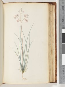 Page 115. Unidentified Plant by Unknown artist