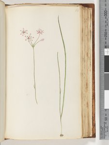 Page 118. Unidentified Plant by Unknown artist