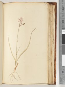 No inscription, unfinished drawing, unidentified plant by Unknown artist
