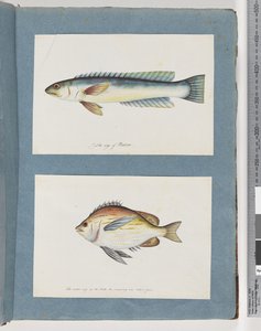 Page 11. Unidentified Fish. 12. Unidentified Fish by Unknown artist