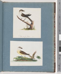 Page 121. Unidentified Bird. 122. Unidentified Bird