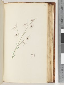 Unidentified plant