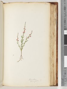 Page 122. Possibly Baeckea Densifolia by Unknown artist
