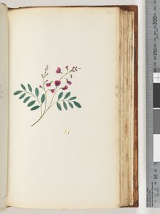 Unidentified plant