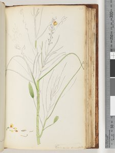 Page 126. Unfinished Drawing of Viminaria Denudata by Unknown artist