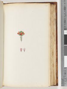 Page 128. Unidentified Plant by Unknown artist