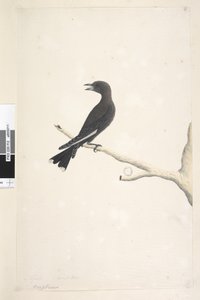 Page 12. Ocypterus. above title in different hand April, natural size Dusky Wood, Swallow Artamus cyanopterus by Unknown artist