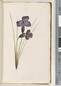 Page 12. Unidentified plant by Unknown artist