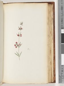 Unidentified plant by Unknown artist