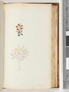 Page 132. Ericifolia by Unknown artist
