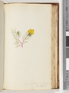 Page 134. Gompholobium grandiflorum / Exot. Bot. t. 5 by Unknown artist