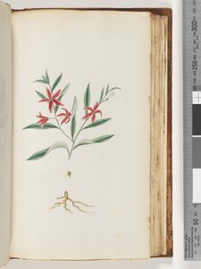 Page 137. Unidentified Plant by Unknown artist