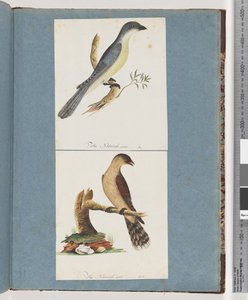 Page 138. Unidentified Bird. 139. Unidentified Bird