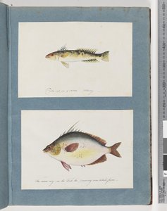 Unidentified Fish by Unknown artist