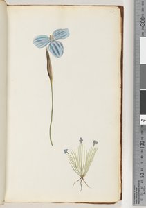 Page 13. Unidentified plant by Unknown artist