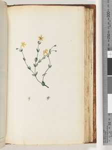 Page 141. Unidentified Plant by Unknown artist