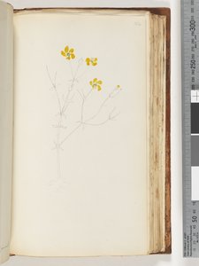 Page 142. Unfinished Drawing of Unidentified Plant by Unknown artist