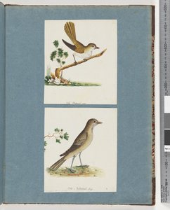 Page 142. Unidentified Bird. 143. Unidentified Bird by Unknown artist
