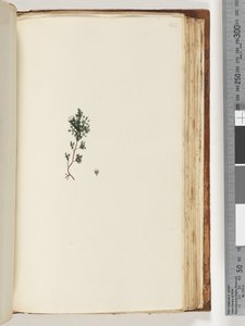 Page 143. Unidentified Plant