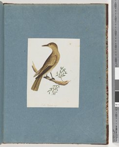 Page 144. Unidentified Bird by Unknown artist