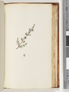 Page 144. Unidentified plant