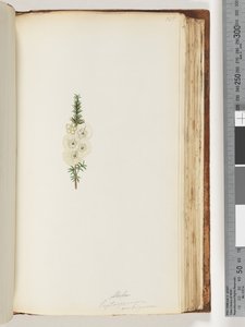 Page 145. Alela / Leptospermum ambiguum by Unknown artist