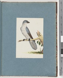 Page 145. Unidentified Bird by Unknown artist