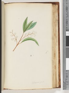 Page 150. Elaeocarpus