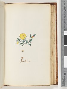 Unidentified plant