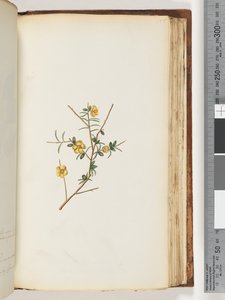 Page 155. Unidentified Plant