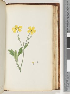 Page 156. Unidentified Plant by Unknown artist