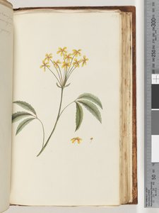 Page 158. Unidentified Plant