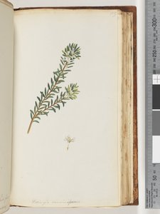 Page 159. Westringea rosmariniformis by Unknown artist