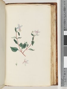 Unidentified plant