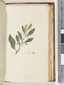 Page 161. Myoporum by Unknown artist